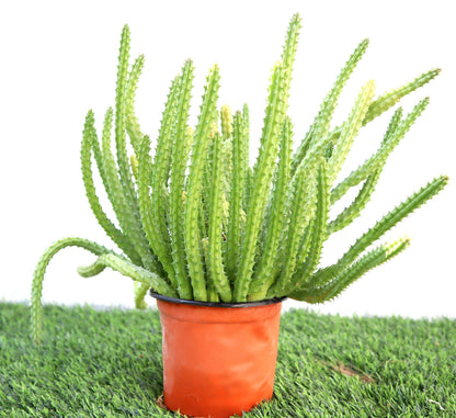 Caralluma Cactus “Caralluma Adscendens”0.2-0.3m