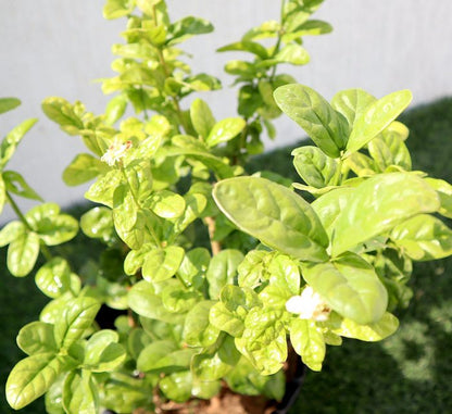 Labnani Jasmine “Jasminum Labnani” 0.5-0.6m