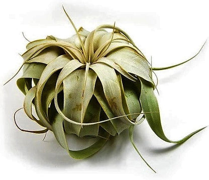 Tillandsia Xerographica Plant