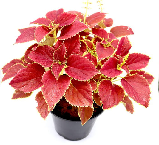 Coleus plant “6 ltr pot”