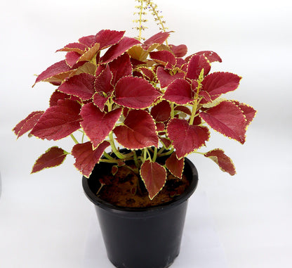 Coleus plant “6 ltr pot”