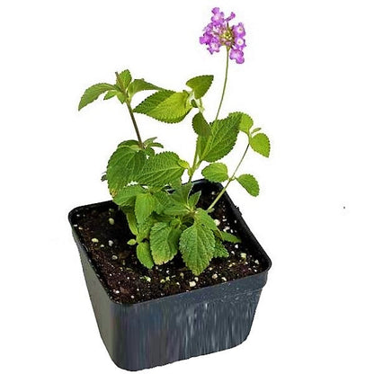 Lantana Montevidensis Purple, Trailing lantana