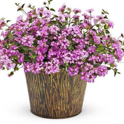 Lantana Montevidensis Purple, Trailing lantana
