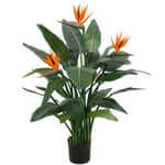 Bird of Paradise, Strelitzia Reginae, Indoor