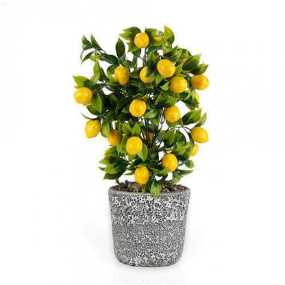 Lemon Tree, Citrus Lemon