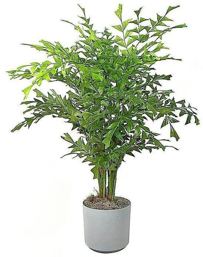 Fishtail Palm, Caryota Mitis