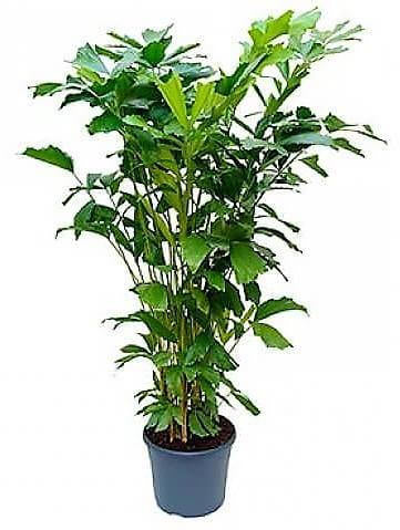 Fishtail Palm, Caryota Mitis