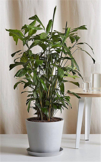 Fishtail Palm, Caryota Mitis