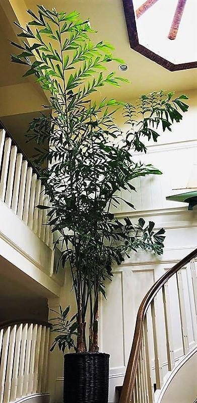 Fishtail Palm, Caryota Mitis