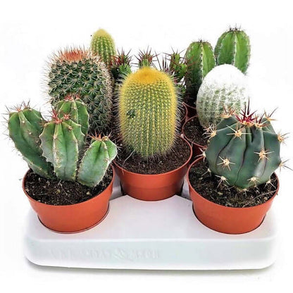 Ornamental Cactus Mix Outdoor