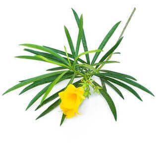 Yellow Oleander, Thevetia Peruviana, Cascabela Thevetia