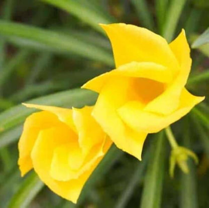 Yellow Oleander, Thevetia Peruviana, Cascabela Thevetia