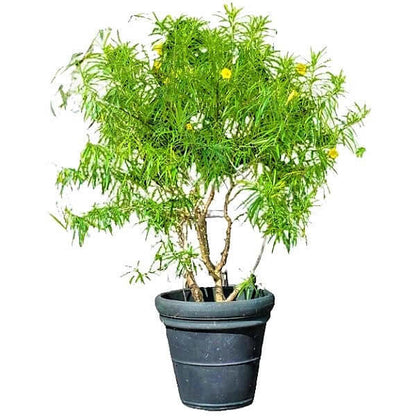 Yellow Oleander, Thevetia Peruviana, Cascabela Thevetia