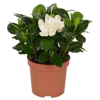 Jasminoides, Cape Jasmine, Outdoor