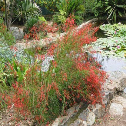 Russelia Equisetiformis, Coral Plant, Firecracker Plant