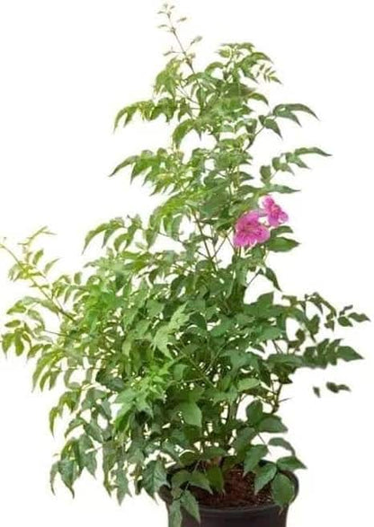 ADITYA GREEN PLANTS AGP Tecoma