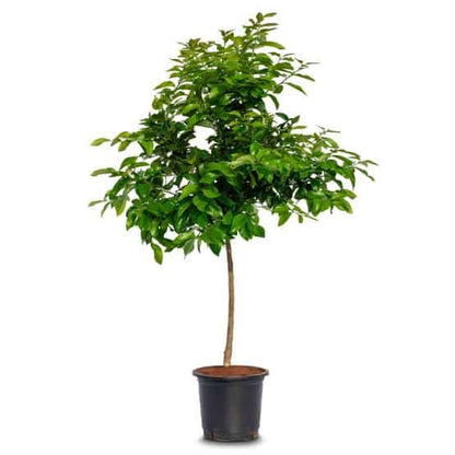 Spanish Lemon Plant