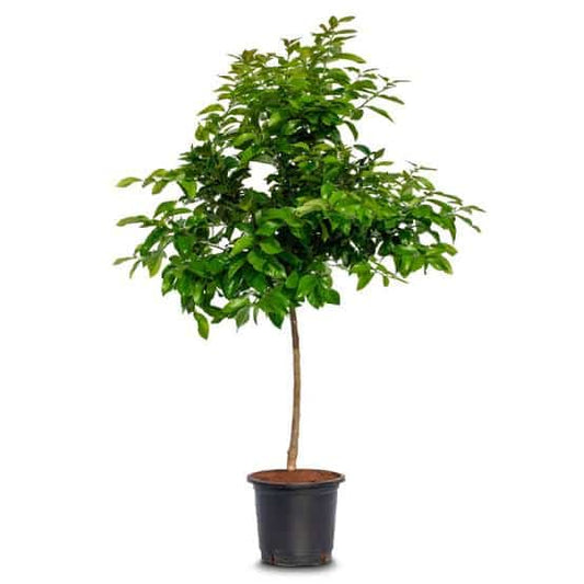 Spanish Lemon Plant