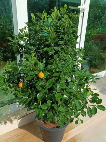 Spanish Lemon Plant
