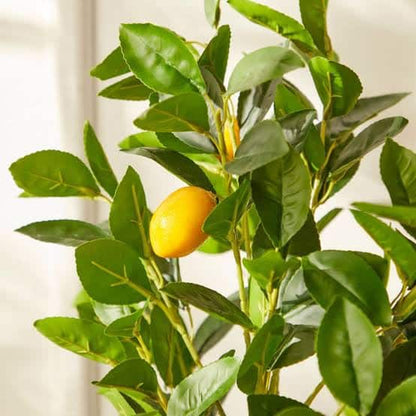 Spanish Lemon Plant