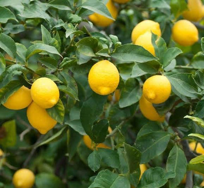 Spanish Lemon Plant