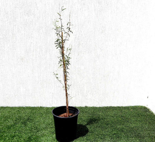 Ghaf Tree (Prosopis Cineraria)