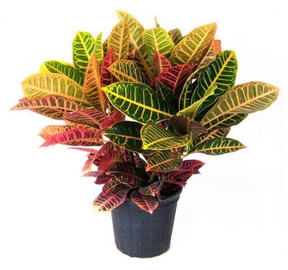 Codiaeum Variegatum , Croton (Indoor)