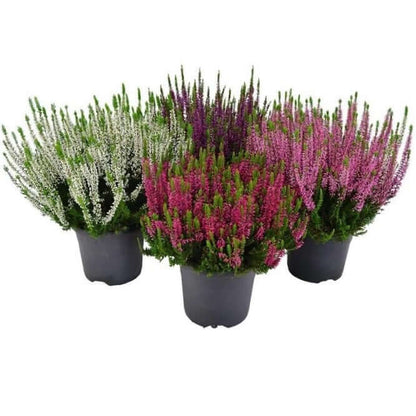 Calluna Vulgaris, Summer Heather Plant