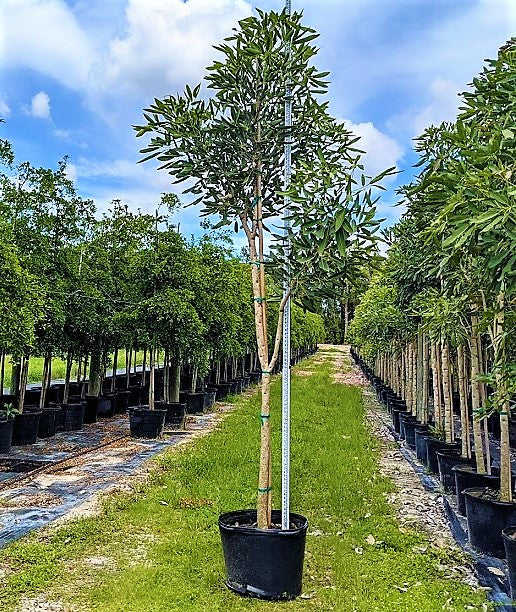 Tabulla Tree Trumpet Tree, Tabebuia pentaphylla, Tabebuia Rosea – My Green Resort