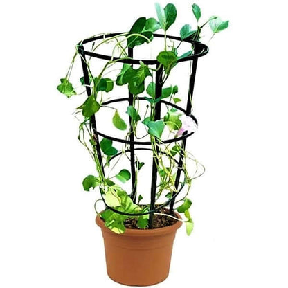 Ipomoea Pes-Caprae, Railroad Vine or Railway Creeper