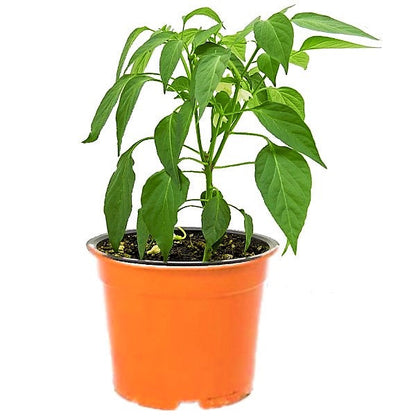 Hot Chili Plant