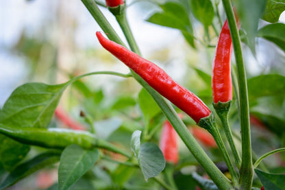 Hot Chili Plant