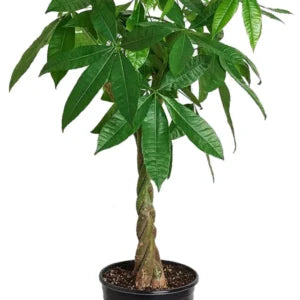 Money Tree (Twisted Trunk) - Pachira Aquatica