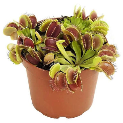 Venus Flytrap Plant - Dionaea Muscipula