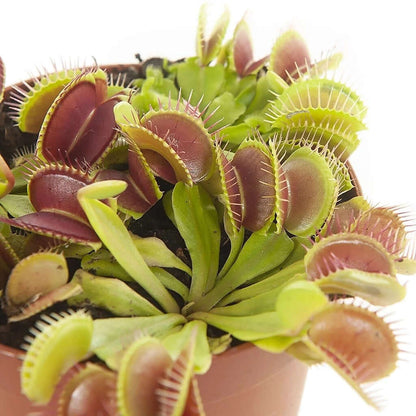 Venus Flytrap Plant - Dionaea Muscipula