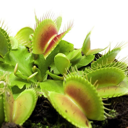 Venus Flytrap Plant - Dionaea Muscipula