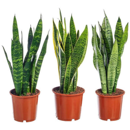 Snake Plant - Laurentii - indoor