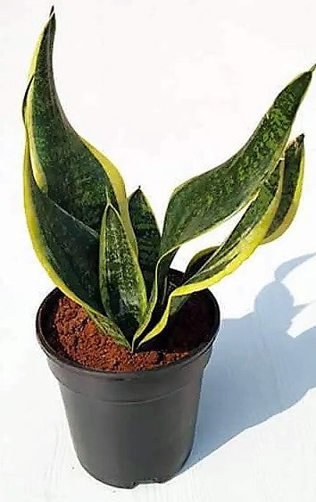 Snake Plant - Laurentii - indoor