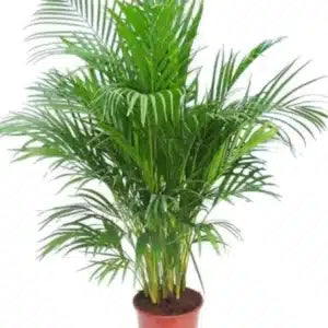 Areca Palm Plant - Indoor - Chrysalidocarpus lutescens
