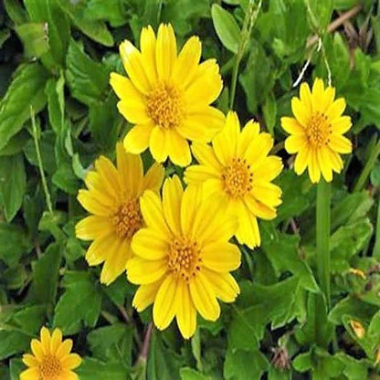 Wedelia Trilobata, Creeping Daisy or Rabbit Paw (small)