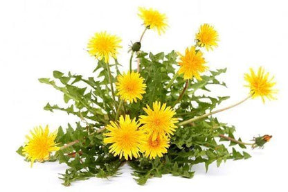 Wedelia Trilobata, Creeping Daisy or Rabbit Paw (small)