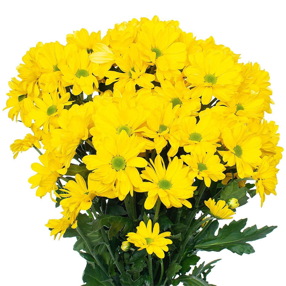 Wedelia Trilobata, Creeping Daisy or Rabbit Paw (small)