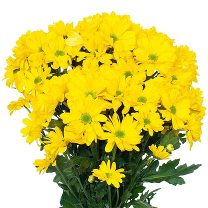 Wedelia Trilobata, Creeping Daisy or Rabbit Paw (small)