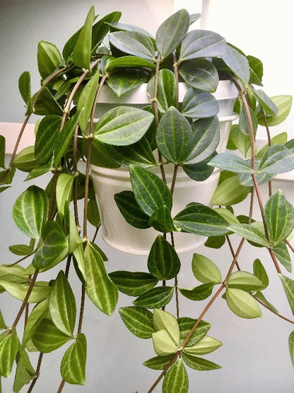 Green Leaf Peperomia  Plant - Peperomia Angulate