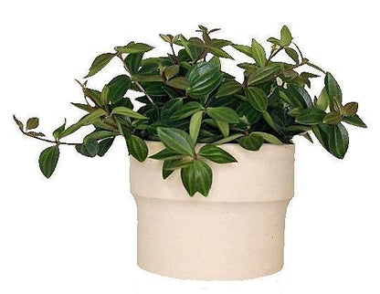 Green Leaf Peperomia  Plant - Peperomia Angulate