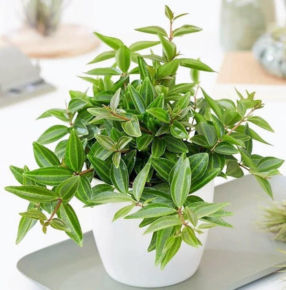 Green Leaf Peperomia  Plant - Peperomia Angulate