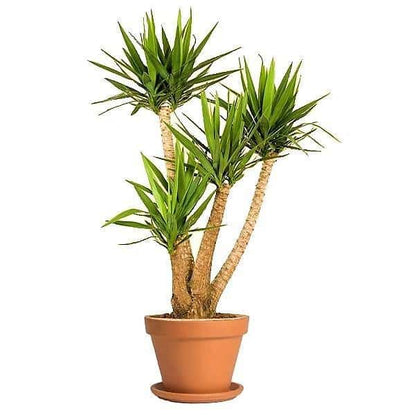 Yucca Elephantipes, Spineless Yucca, Giant Yucca