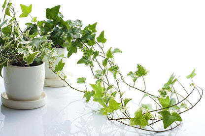 Hedera helix, English Ivy Plant