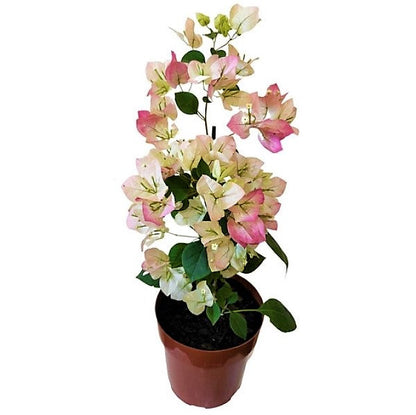 Bougainvillea Cocoice, Coconut Ice