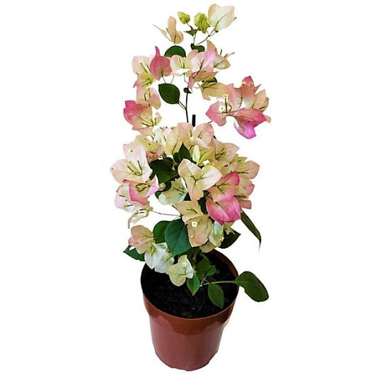 Bougainvillea Cocoice, Coconut Ice